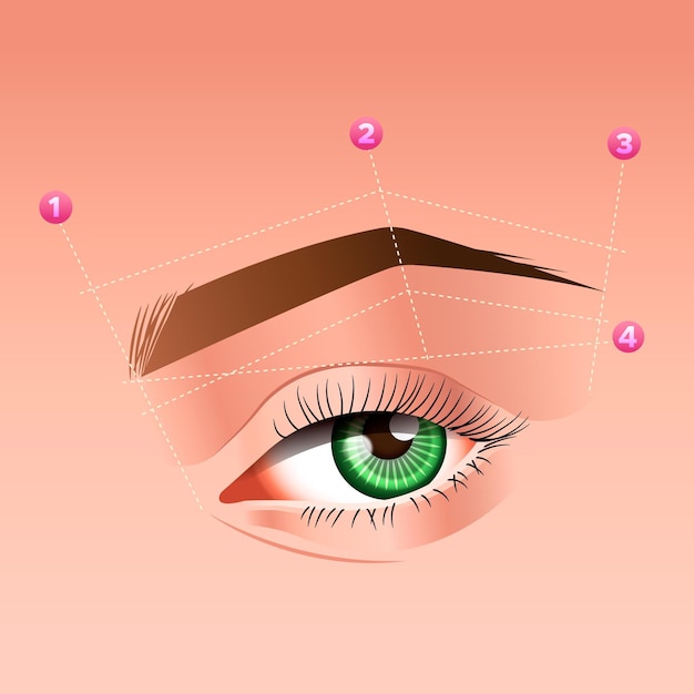 Gradient brow mapping illustration