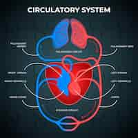 Vettore gratuito gradiente infografica sistema circolatorio