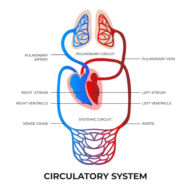 Градиентная инфографика системы кровообращения