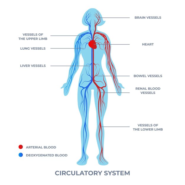 Gradient circulatory system infographic