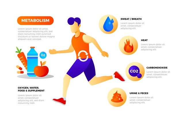 Infografica del metabolismo gradiente