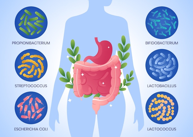 Gradient probiotics and prebiotics illustration