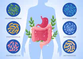 Vettore gratuito illustrazione di probiotici e prebiotici a gradiente