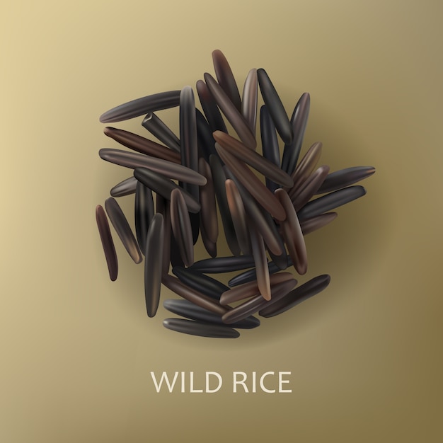 Free vector grains of wild black rice