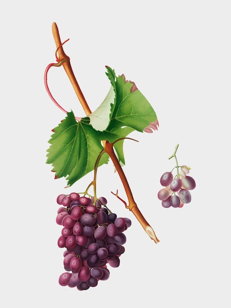 Free vector grape barbarossa from pomona italiana illustration