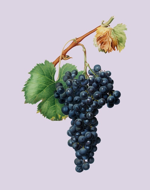 Free vector grape spanna from pomona italiana illustration