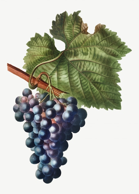 Free vector grape vine