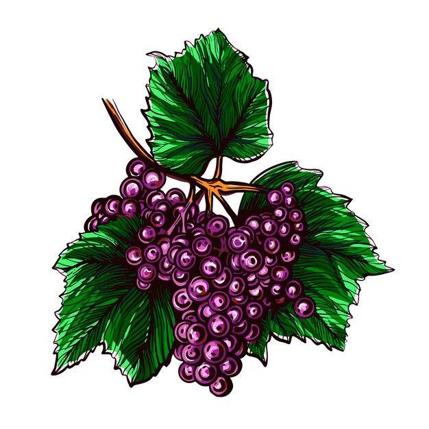 植物のブドウのつるのイラスト 無料のベクター