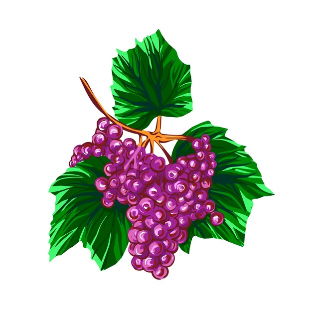植物のブドウのつるのイラスト 無料のベクター