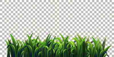 Free vector grass on transparent background