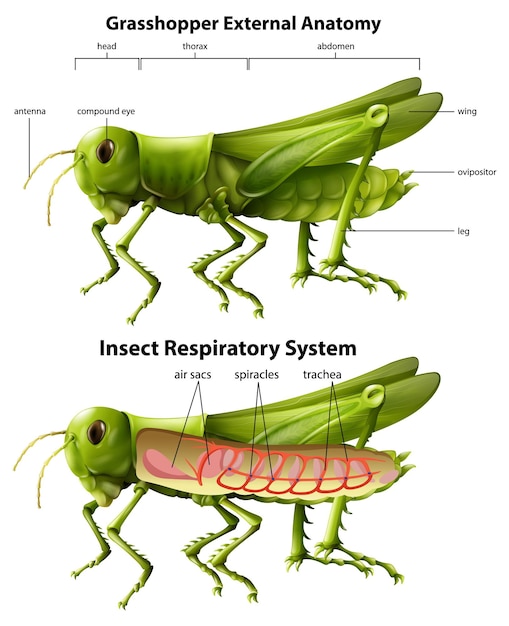 Free vector grasshopper respiratory system diagram