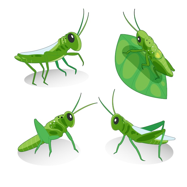 Grasshoppers illustration collection