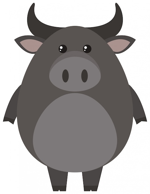 Gray buffalo on white background