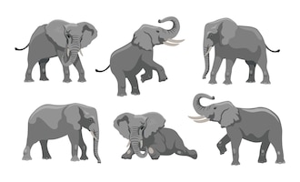 Gray elephant in different positions cartoon illustration set. big african mammal character with large ears and trunk walking, lying and jumping on white background. animal, zoo, wildlife concept