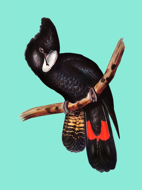 Иллюстрация с большим рисунком черного какаду