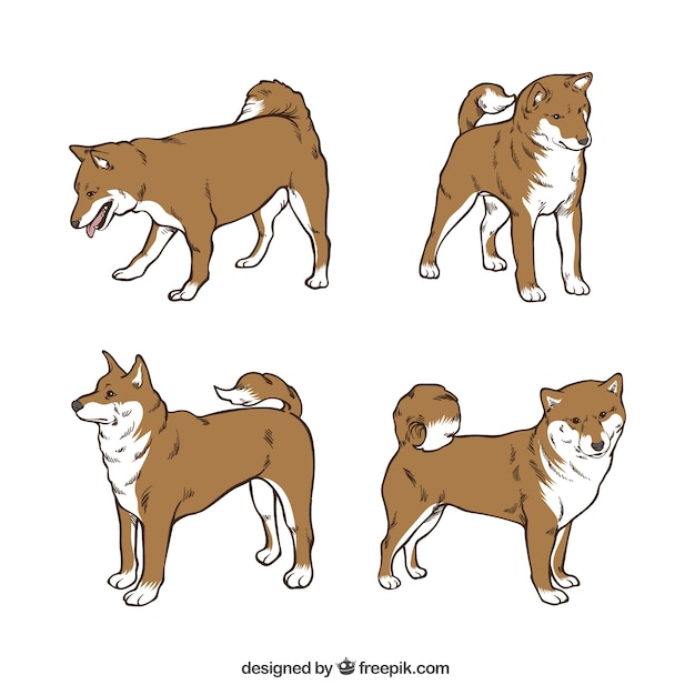 無料ベクター 4つの異なる姿勢に大きな犬
