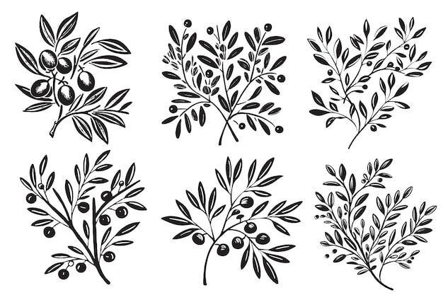 Бесплатное векторное изображение Коллекция греческих оливковых ветвей