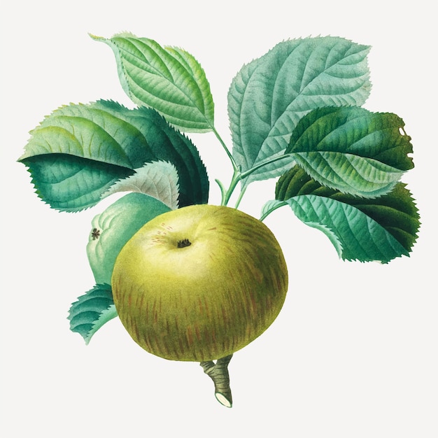 Henri-Louis Duhamel du Monceau의 작품에서 리믹스된 나뭇잎 아트 프린트가 있는 녹색 사과 벡터