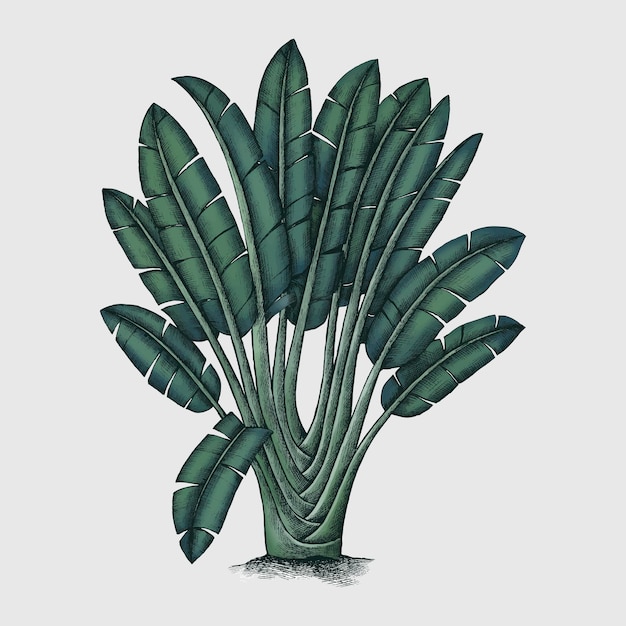 Бесплатное векторное изображение Зеленое растение ботаники