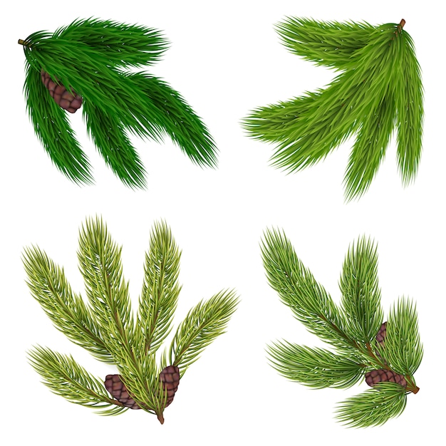 Green Branches Of Coniferous Trees Collection