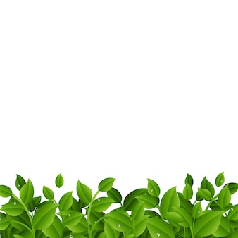 Premium Vector | Green branches with leaves border