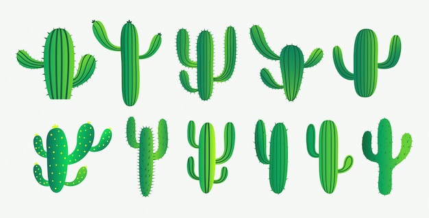 Green cactus and succulent plant set