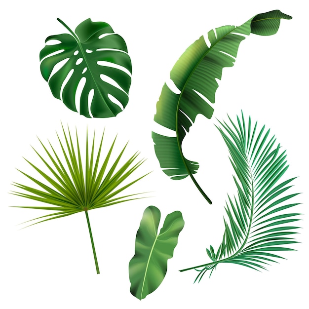 Green exotic jungle leaves set Monstera philodendron fan palm banana leaf areca palm illustration