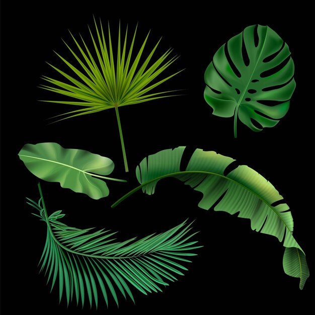 녹색 이국적인 정글 잎은 검은 배경 꽃 컬렉션에 몬스테라 필로덴드론 팬 야자 바나나 잎 아레카 야자 열대 식물 요소를 설정합니다.