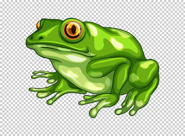 Green frog on transparent