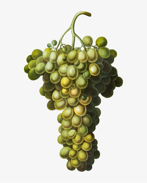 Green grape cluster