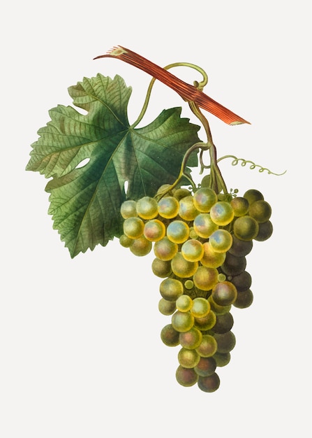 Зеленая гроздь винограда