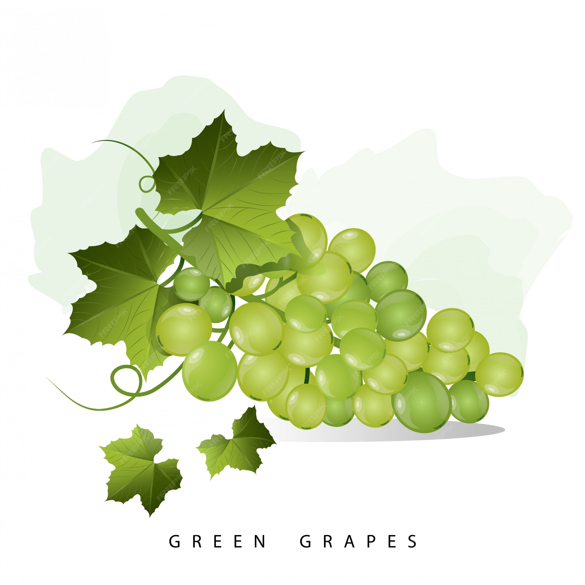 Premium Vector | Green grapes fruit