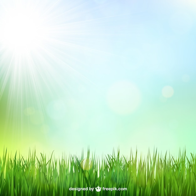 Green grass background with sunshine