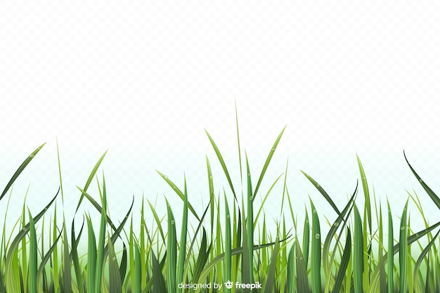 Green grass border realistic design