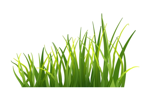 Green grass realistic fresh spring plants isolated on transparent background