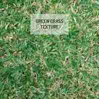 Free vector green grass texture