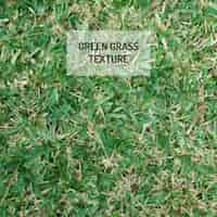 Бесплатное векторное изображение Зеленая трава текстуры