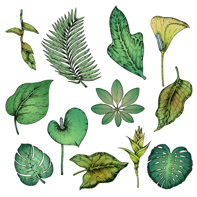 緑の手描きの熱帯植物セット