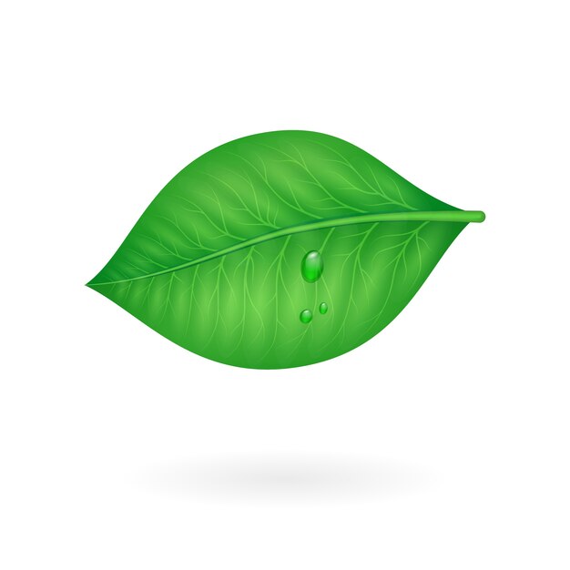 Green leaf