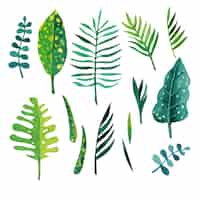Free vector green leaves colletion