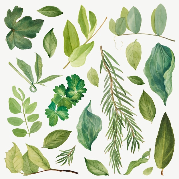 Набор иллюстраций с зелеными листьями на основе произведений Мэри Во Уолкотт