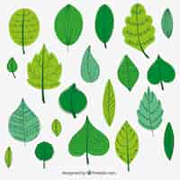 Free vector green leaves illustration