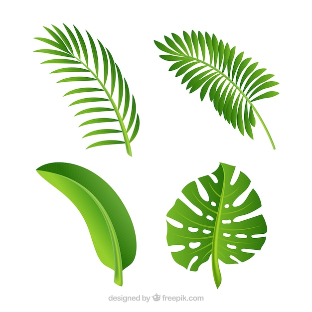 Free vector green leaves of palm trees