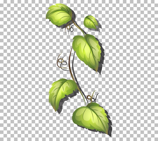 Ivy image - vector clip art online, royalty free & public domain