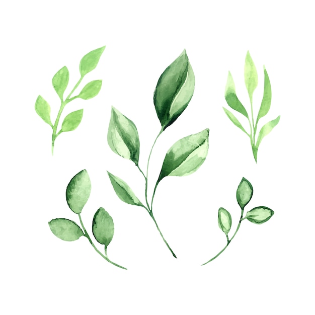 Green Leaves Vector Watercolor Set.