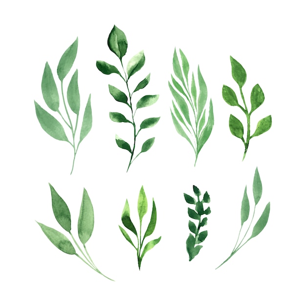 Free vector green leaves vector watercolor set.