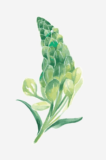 Green lupine flower drawing element graphic