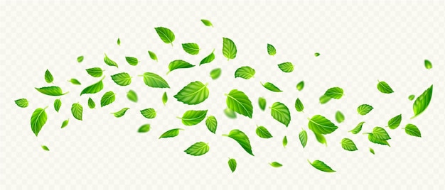 Free vector green mint leaves falling and flying in air