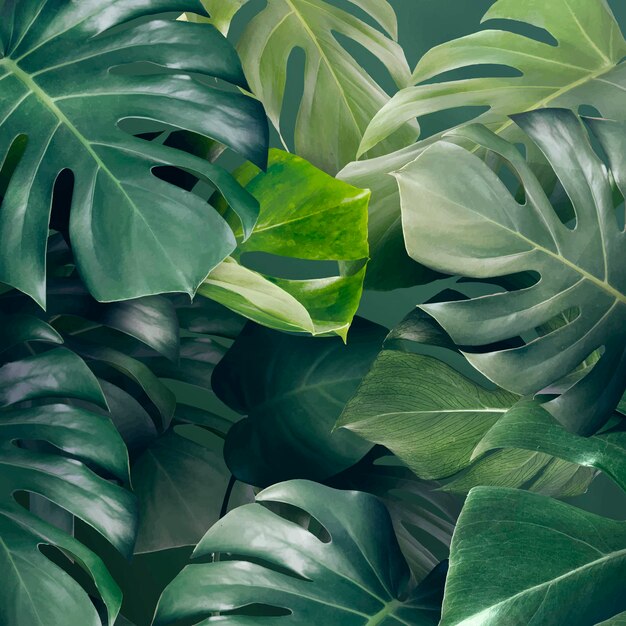 Green monstera leaves background design resource