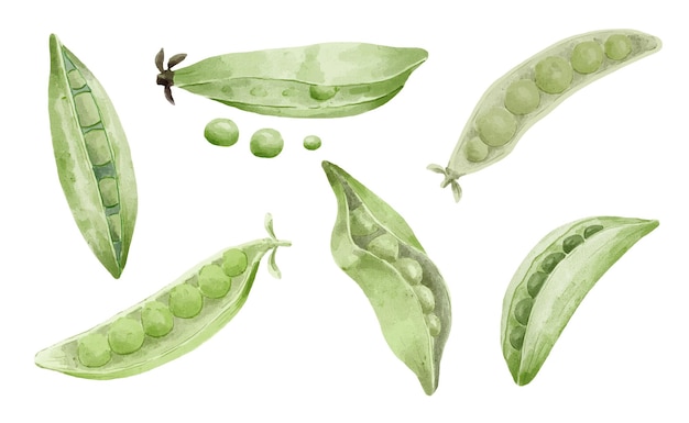 Бесплатное векторное изображение Краски акварелью зеленый горошек и стручок гороха.